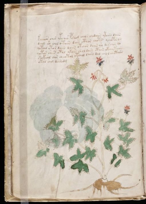 Manuscrito Voynich
